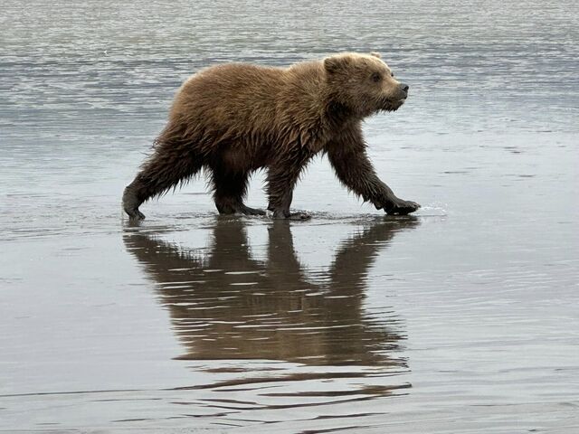 bear viewing alaska