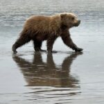 Bear Viewing Report – 25th May 2024
