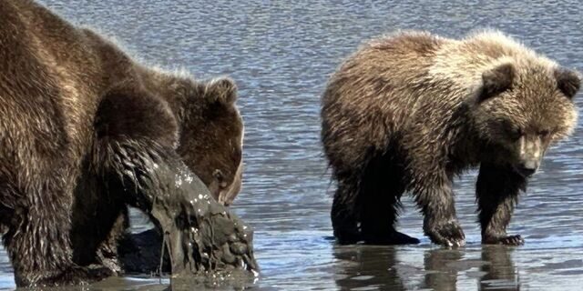 grizzly bear viewing alaska