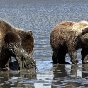 grizzly bear viewing alaska