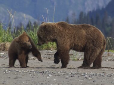 Bear Viewing in Alaska
