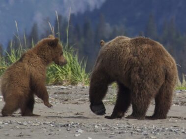 Bear Viewing in Alaska