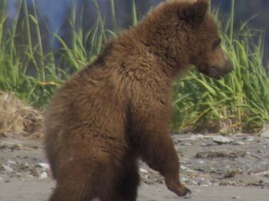 Bear Viewing in Alaska