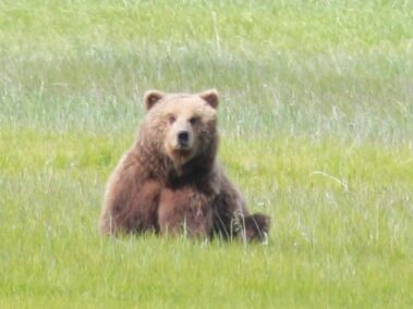 Bear Viewing in Alaska