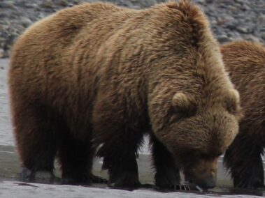 Bear Viewing in Alaska