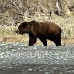 Bear Viewing Report – 15th May 2024