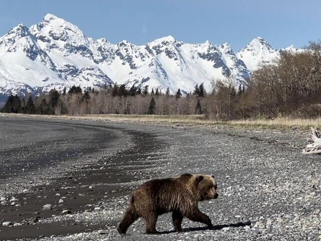 Bear Viewing in Alaska