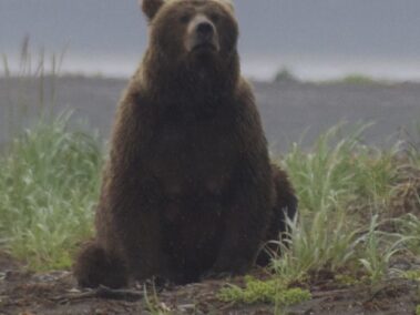 Bear Viewing in Alaska