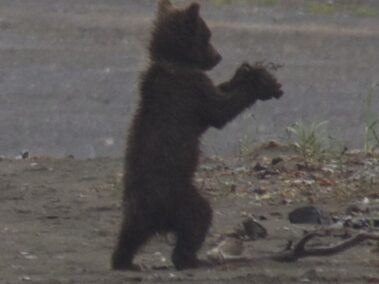Bear Viewing in Alaska