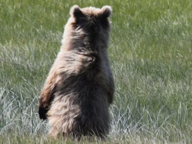 Bear Viewing in Alaska
