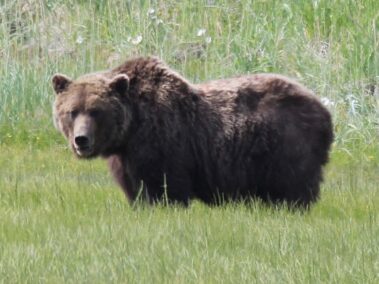 Bear Viewing in Alaska