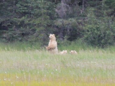 Bear Viewing in Alaska