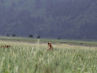 Bear Viewing in Alaska