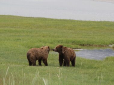 Bear Viewing in Alaska