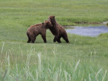 Bear Viewing in Alaska
