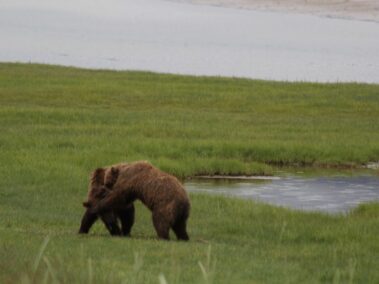 Bear Viewing in Alaska