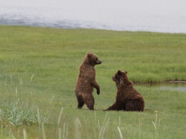 Bear Viewing in Alaska