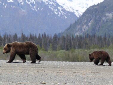 Bear Viewing in Alaska
