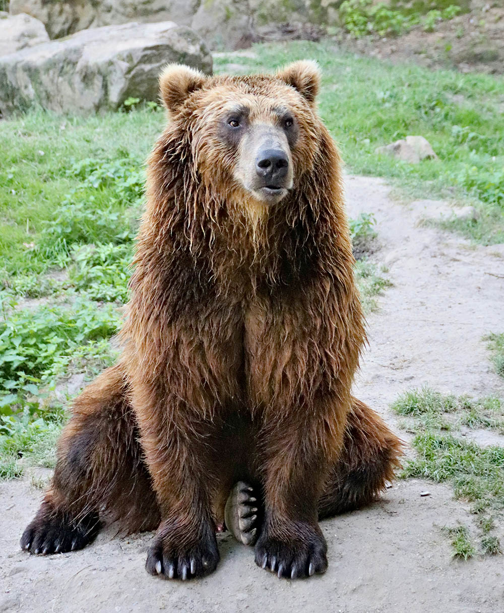 bear viewing alaska