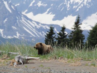 Bear Viewing in Alaska