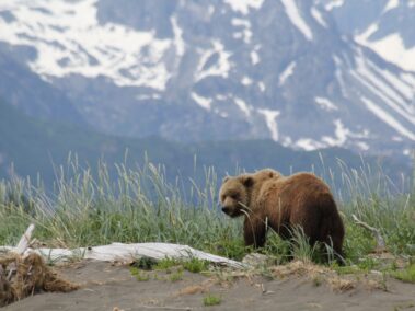 Bear Viewing in Alaska