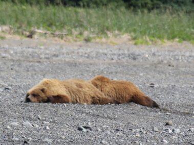 Bear Viewing in Alaska