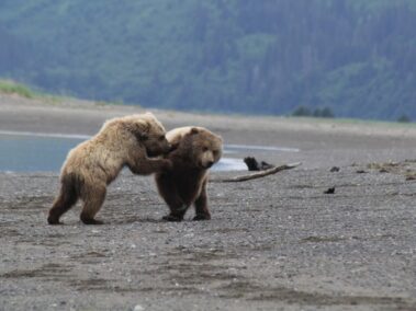 Bear Viewing in Alaska