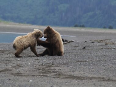 Bear Viewing in Alaska