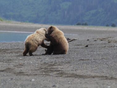 Bear Viewing in Alaska