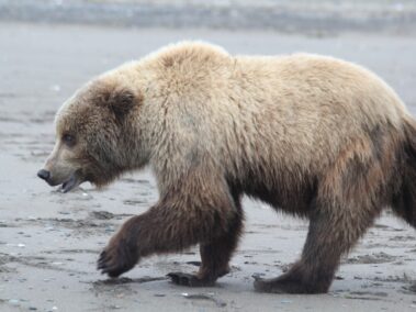 Bear Viewing in Alaska