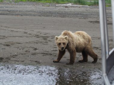 Bear Viewing in Alaska