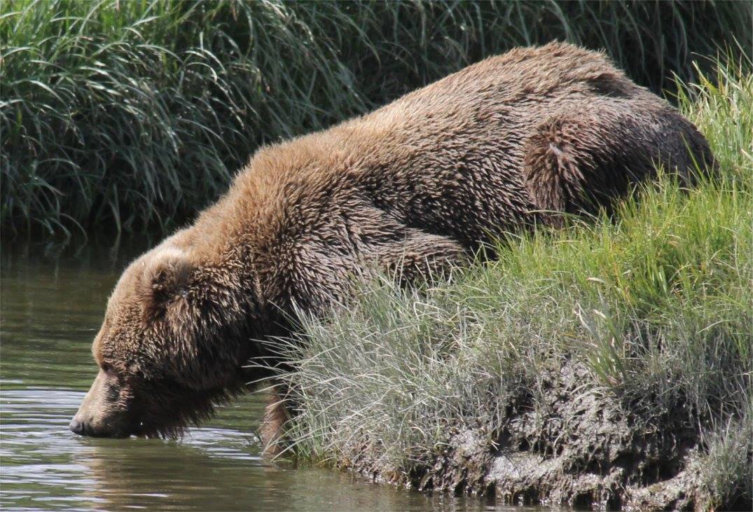 bear watching alaska