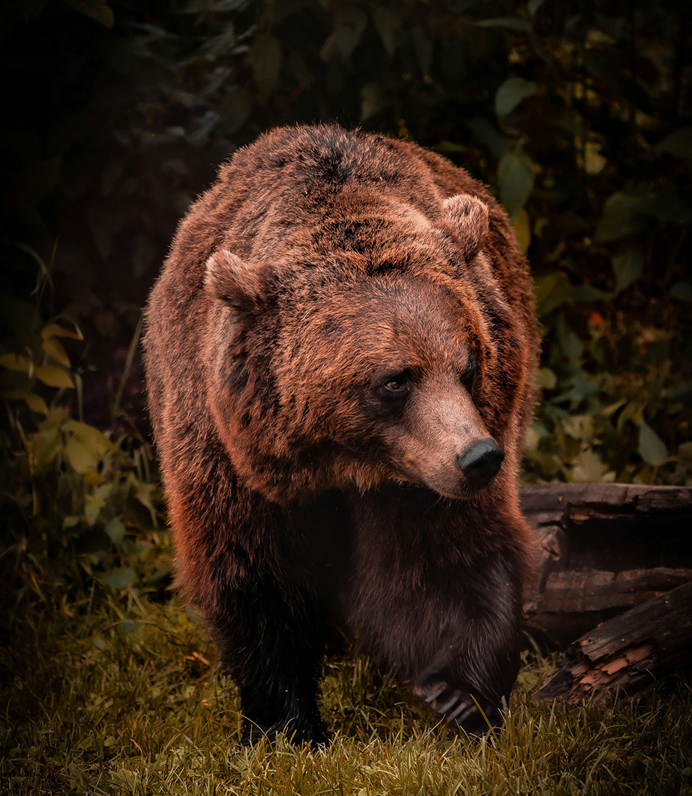 grizzly bear viewing alaska