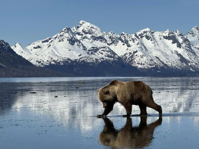 grizzly bear viewing alaska