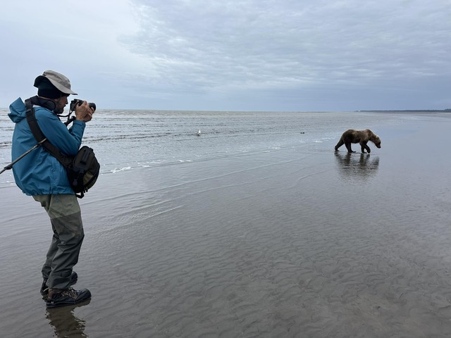 alaskan brown bear tours