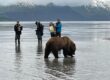 Bear Viewing in Alaska