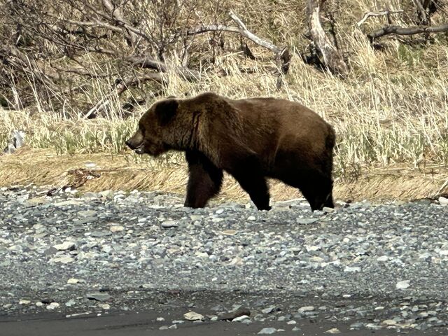 Bear Viewing in Alaska