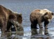 Bear Viewing in Alaska