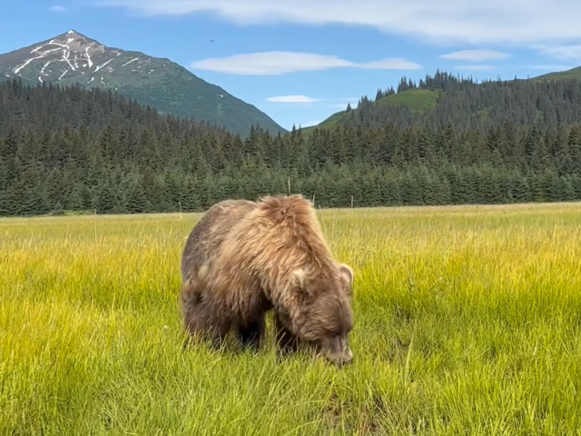 Bear Viewing in Alaska