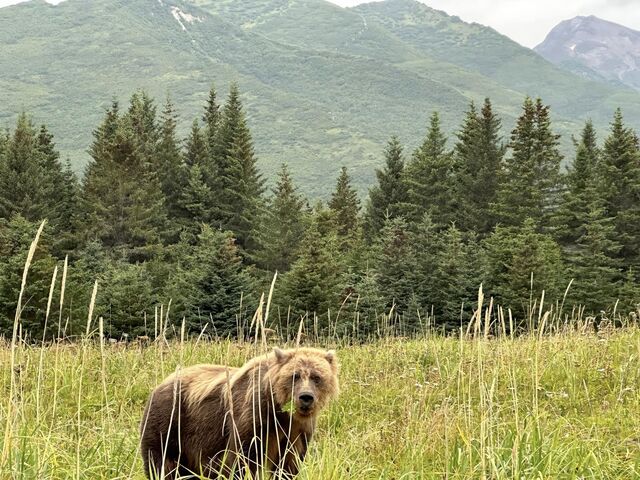 bear viewing alaska