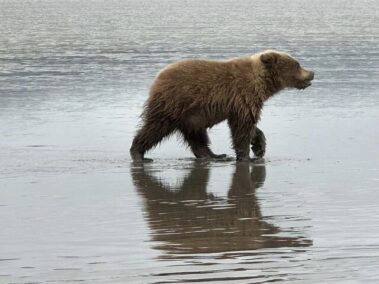 alaskan brown bear