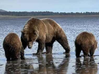 alaskan brown bear