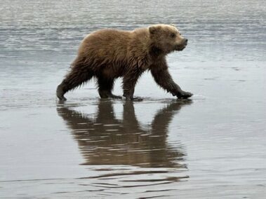 grizzly bear alaska