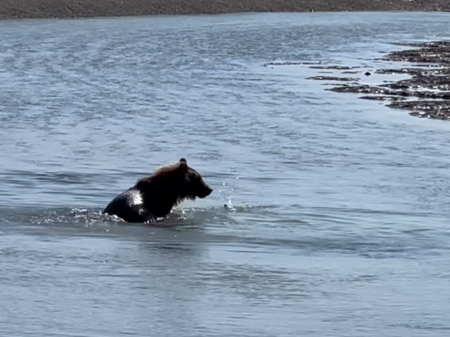 bear viewing in alaska