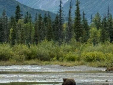 Bear Viewing in Alaska
