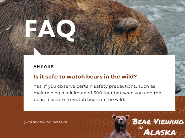 Frequently Asked Questions About Bear Viewing in Alaska