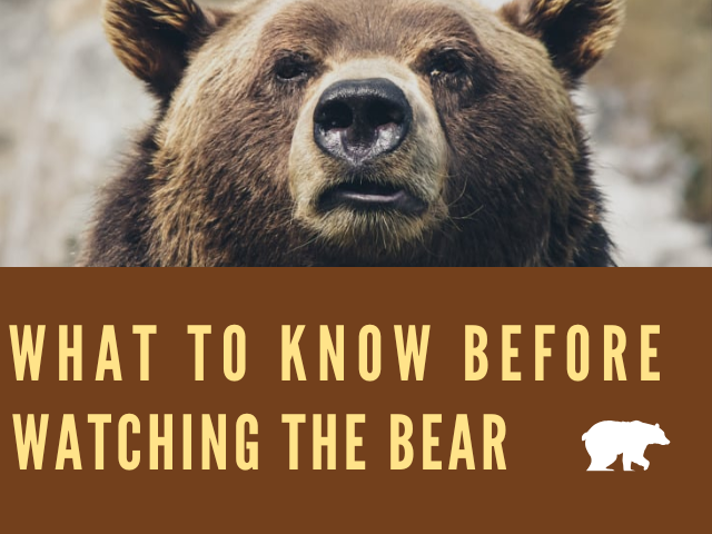 What to know before watching the bear season in Alaska