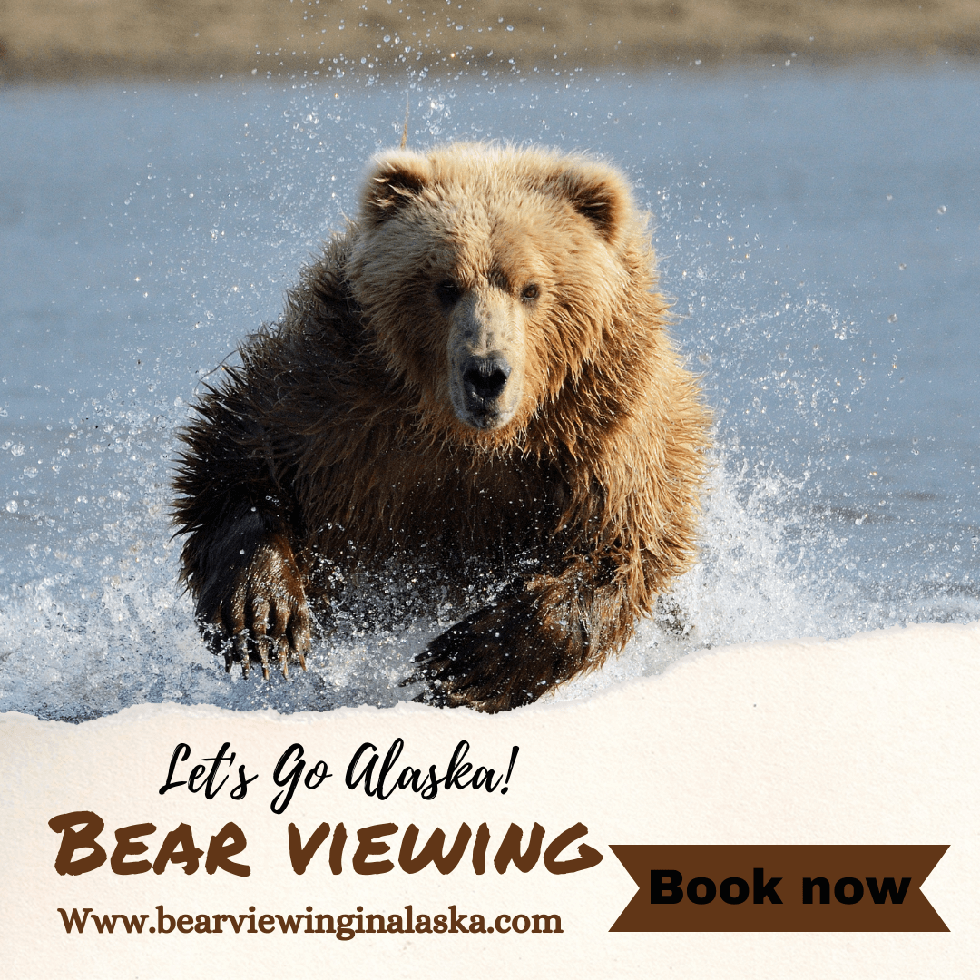 Bear Viewing in Alaska