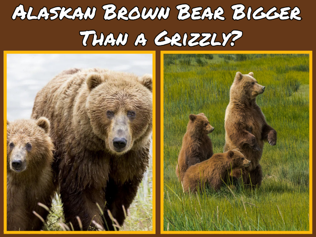 Bear Viewing in Alaska