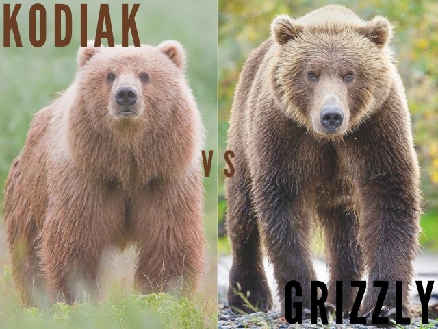 Kodiak-and-Grizzly